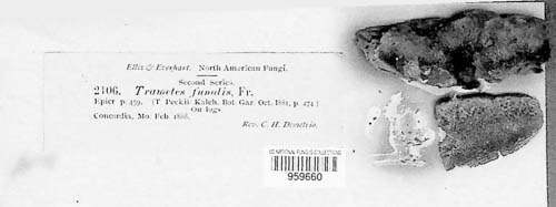 Funalia funalis image